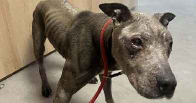 Kolejna skuteczna interwencja – policjanci znów stanęli w obronie zwierząt